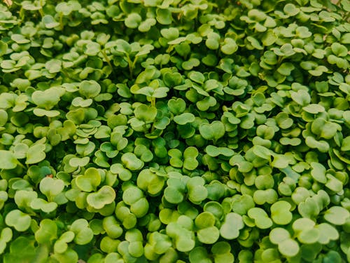 Free Abundance of arugula microgreens in garden Stock Photo