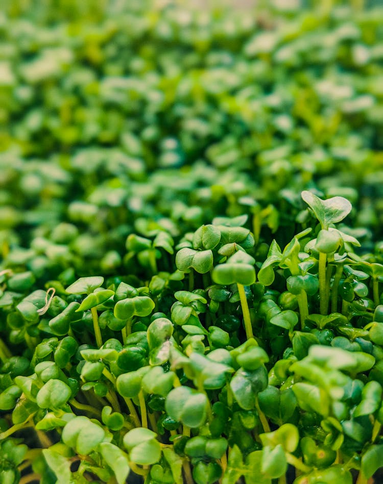 Verdant Lush Microgreens In Summer Garden