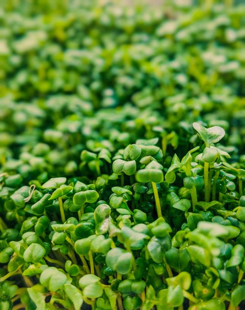 Free Full frame abundant tender microgreens plants growing in botanical garden on clear day Stock Photo