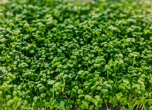 Free Green cress growing in garden in daylight Stock Photo