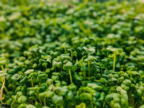 From above of plantation of small green cress growing in garden in daylight