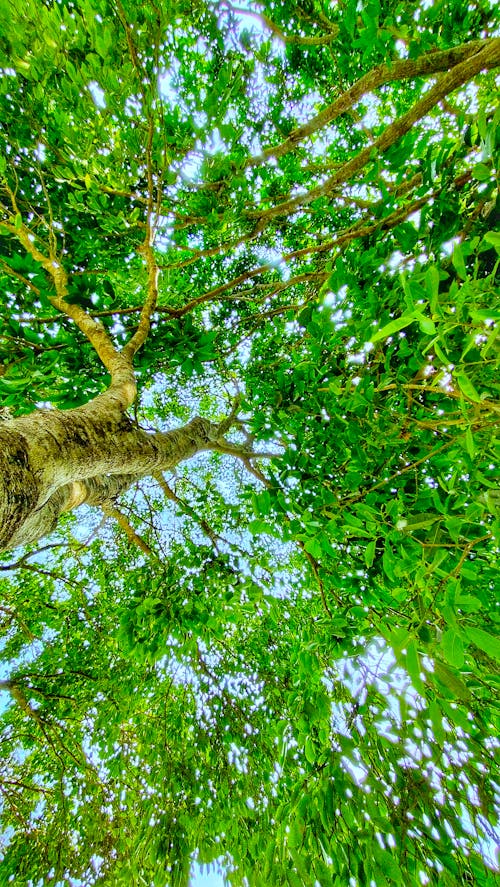 Free stock photo of beautiful nature, tree