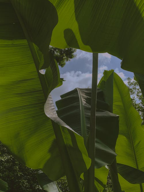 Darmowe zdjęcie z galerii z bujny, cień, liście bananowca