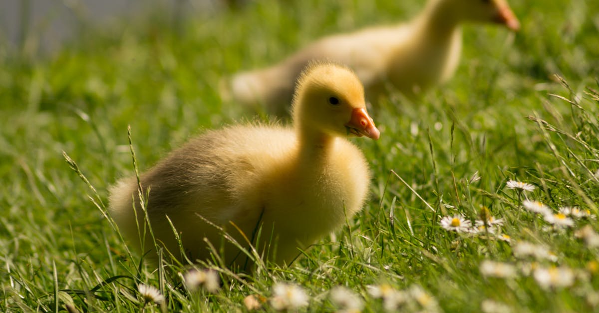 Free stock photo of animals, chicks, close to