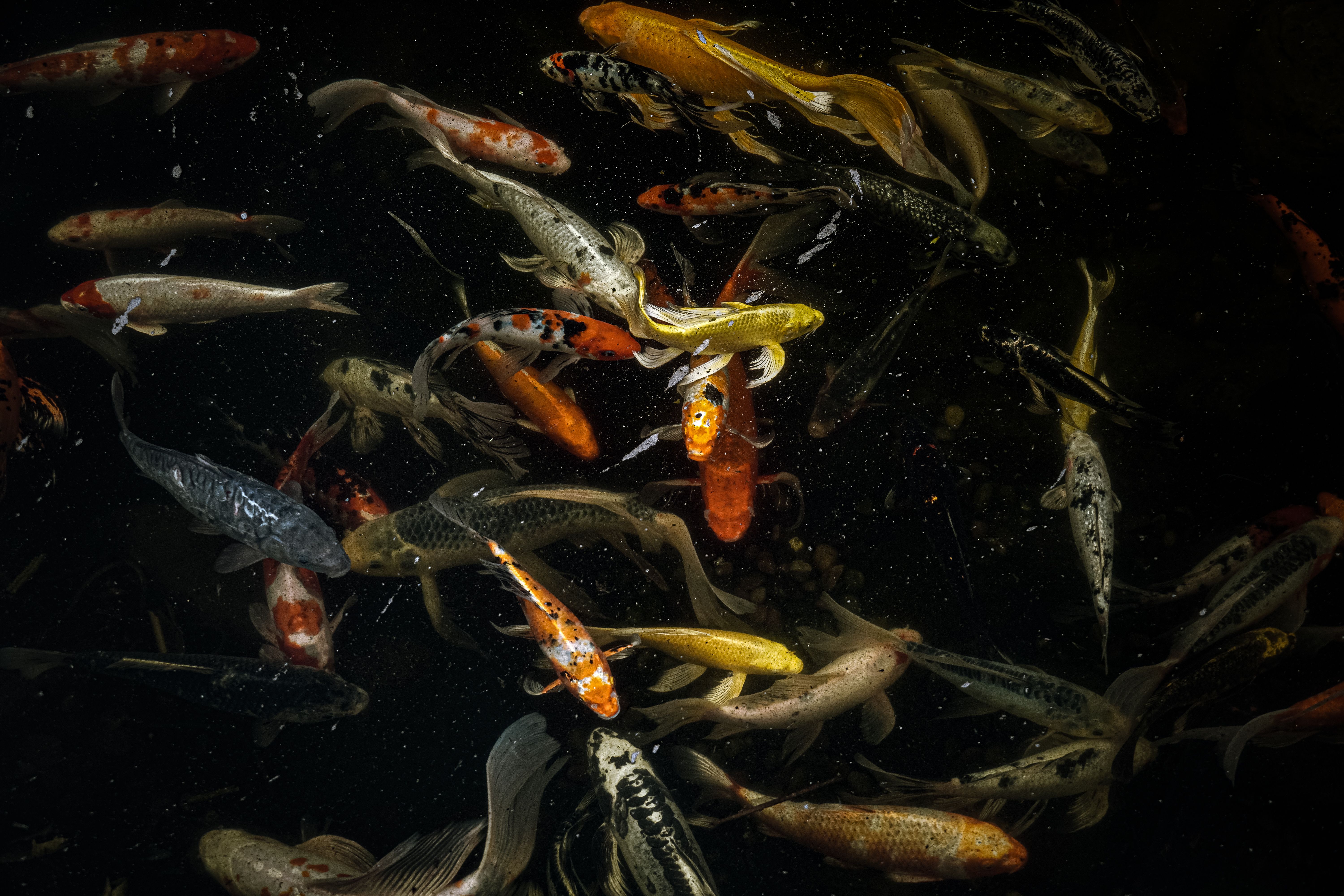 Colorful koi fish swimming gracefully in a serene pond.