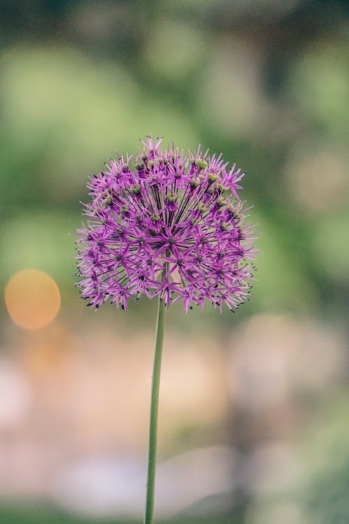 Close-Up Shot of a Purple Flower in Bloom