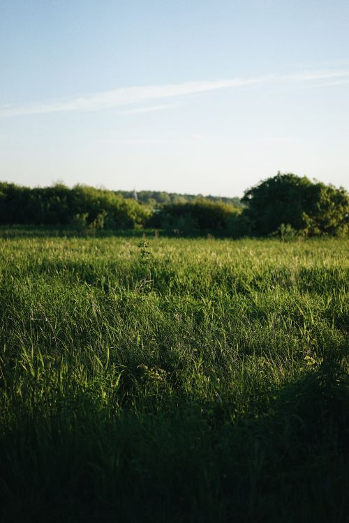 Free Expansive green field with lush grass under a clear blue sky at daytime. Stock Photo