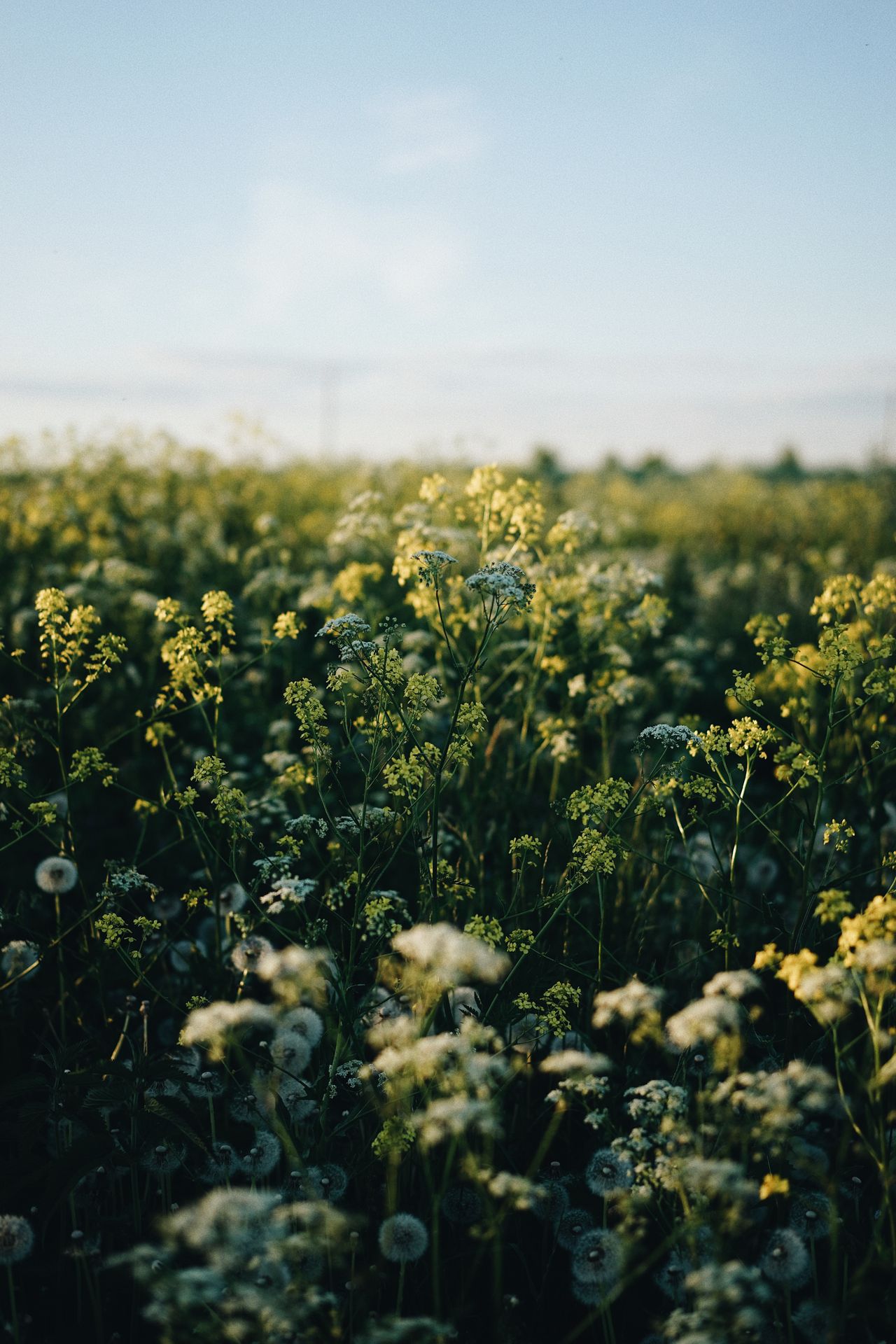 Serene field of wild cow parsley with soft morning light