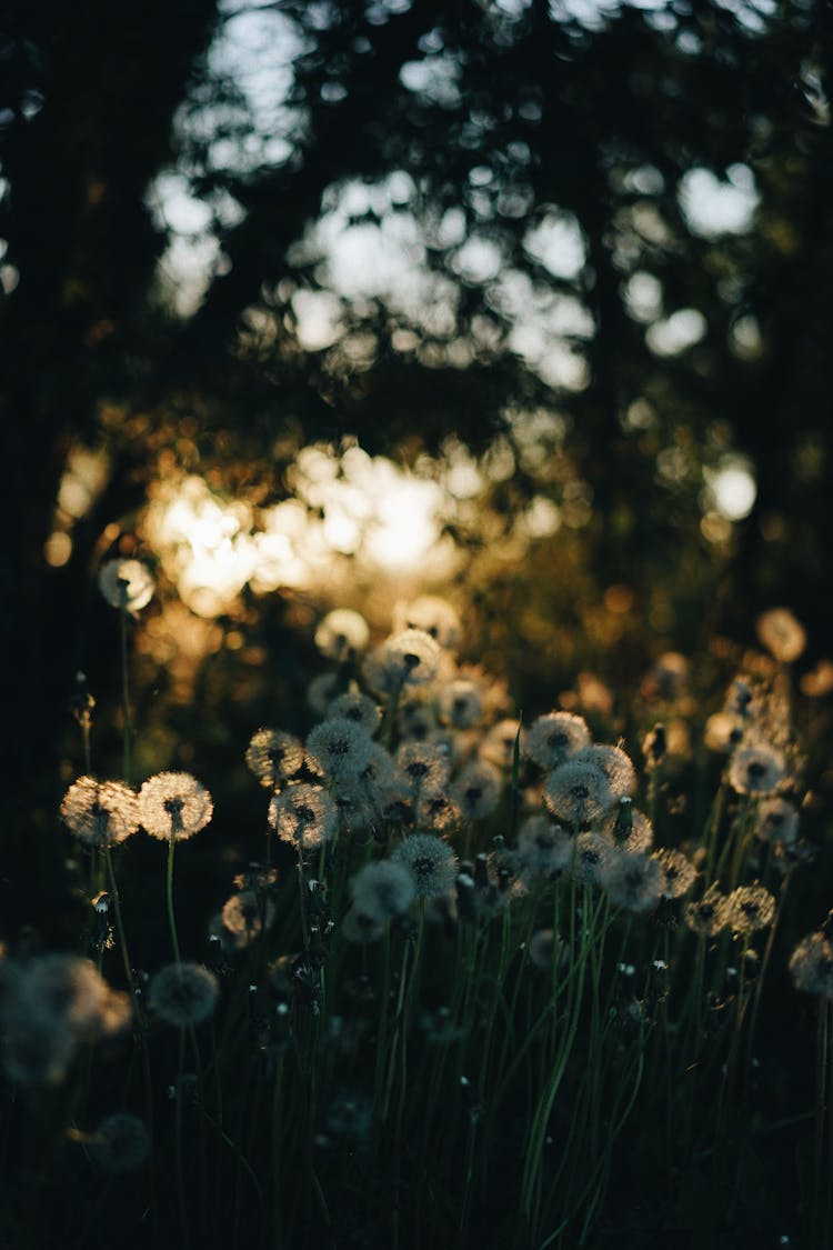 A Field Of White Dandelions  In Bloom