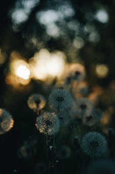 A close-up shot of dandelions with a soft, dreamy focus and warm sunset glow in the background.