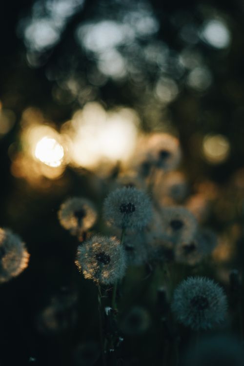 Free A close-up shot of dandelions with a soft, dreamy focus and warm sunset glow in the background. Stock Photo