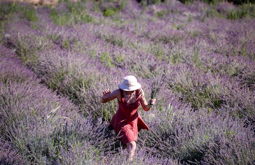 Foto stok gratis bidang, bunga lavender, gaun merah