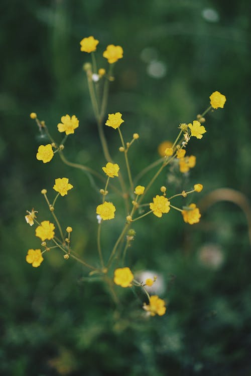 Foto d'estoc gratuïta de creixement, delicat, flora