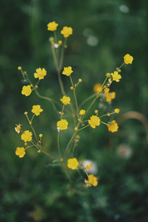 Free Vibrant yellow wildflowers in full bloom captured in a detailed close-up against a blurred green background. Stock Photo