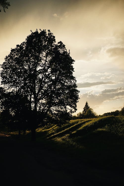 ฟรี คลังภาพถ่ายฟรี ของ ซิลูเอตต์, ต้นไม้, ตะวันลับฟ้า คลังภาพถ่าย