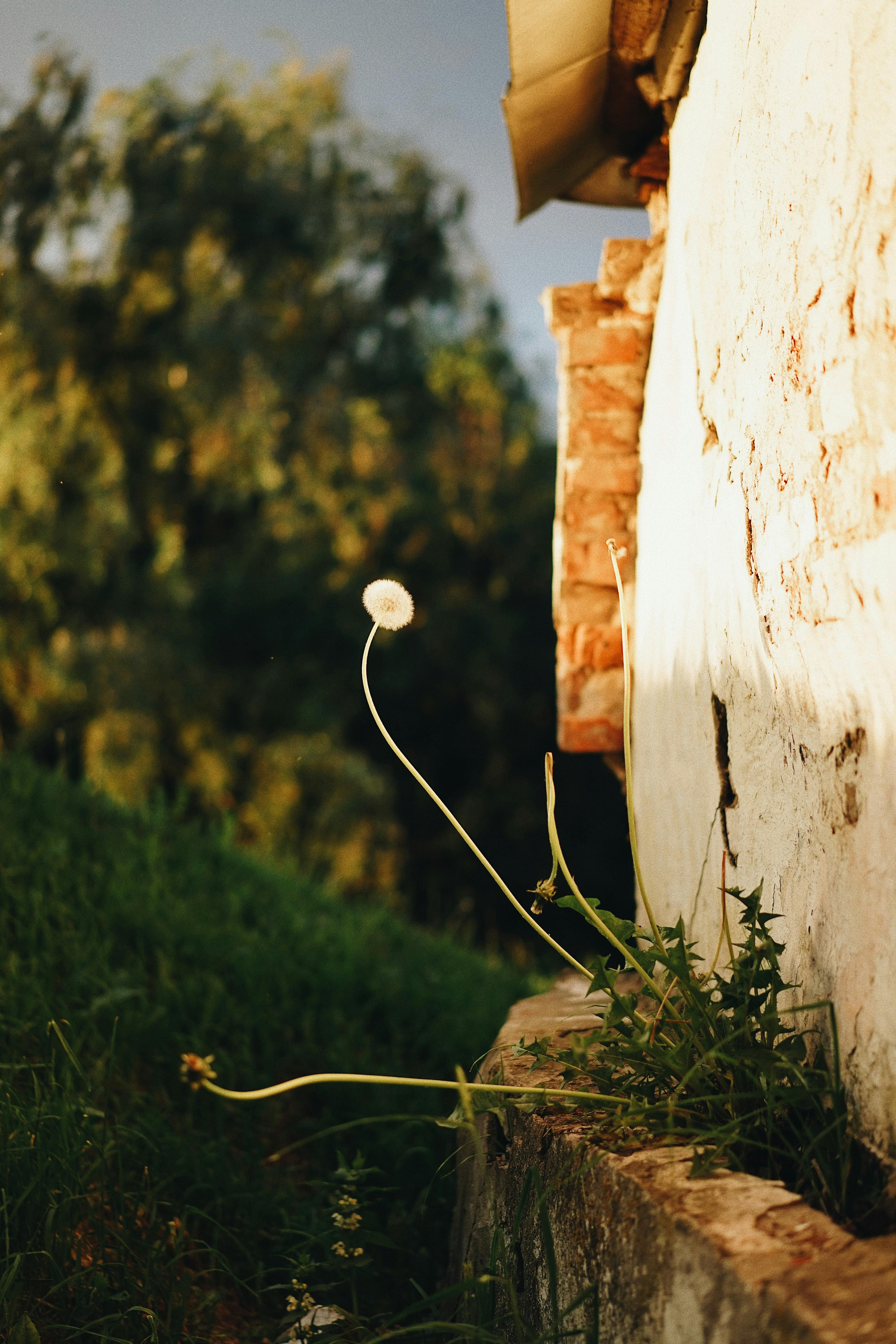 Visual Weed ID & Organic Control: Beyond Pulling – Strategies for Your 5 Toughest Garden Weeds