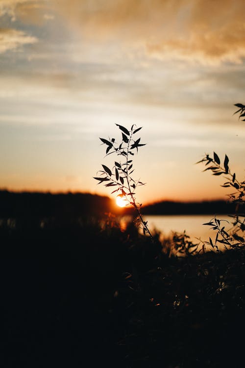 Free Silhouette of a Plant during Sunset Stock Photo