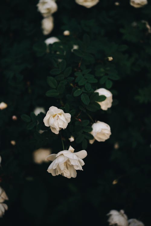 Foto profissional grátis de aumento, de flores, delicado