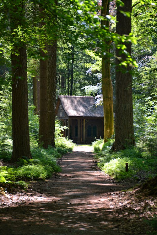 A Dirt Road Between Trees Leading to a Wooden House