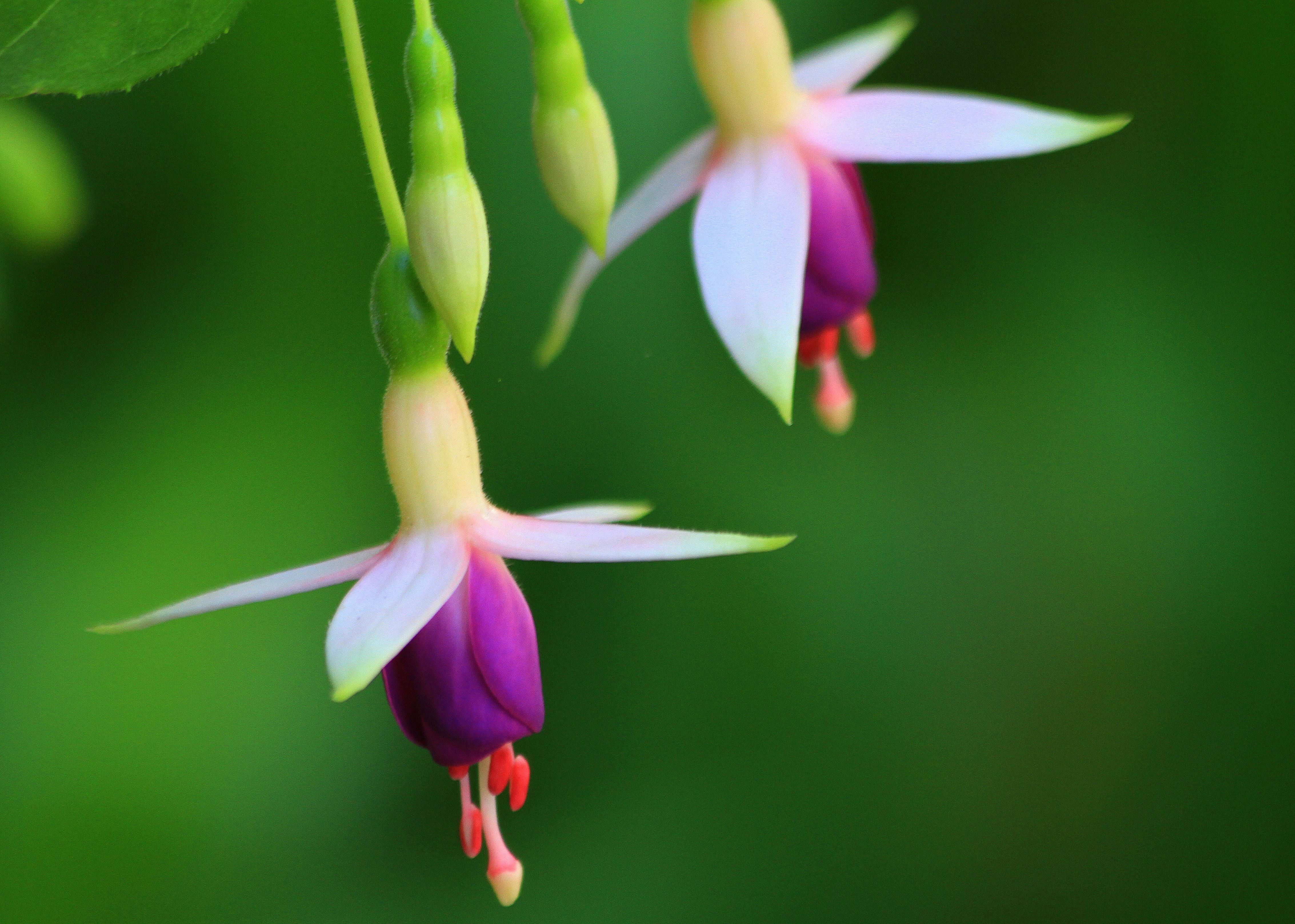 Free stock photo of inca flower, orchid, peru flower