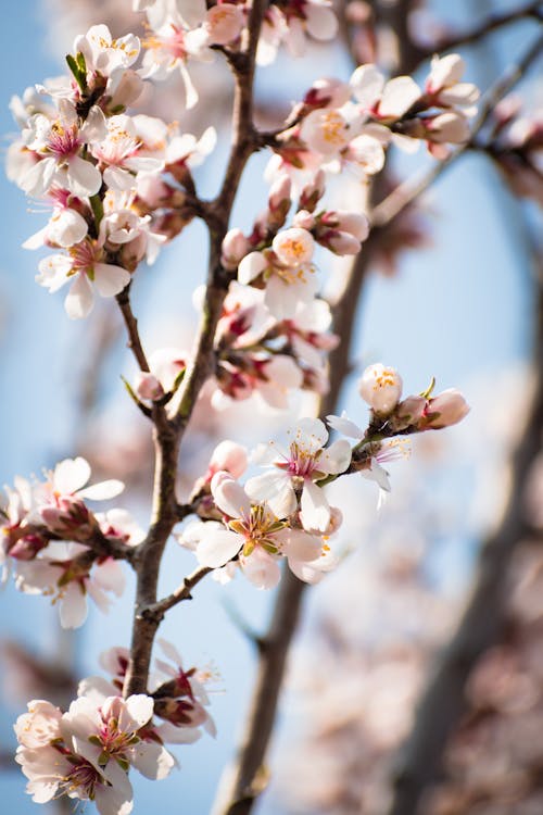 Close-Up Shot of Blooming Cherry Blossom Flowers