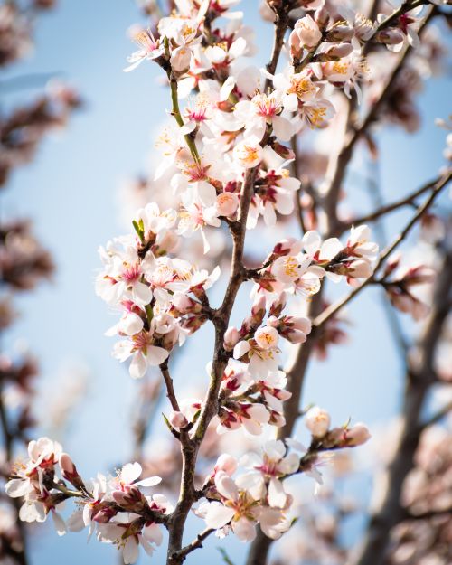 Free Delicate cherry blossoms in full bloom against a clear blue sky, capturing spring's essence. Stock Photo
