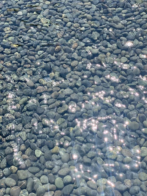 무료 돌, 맑은, 물의 무료 스톡 사진