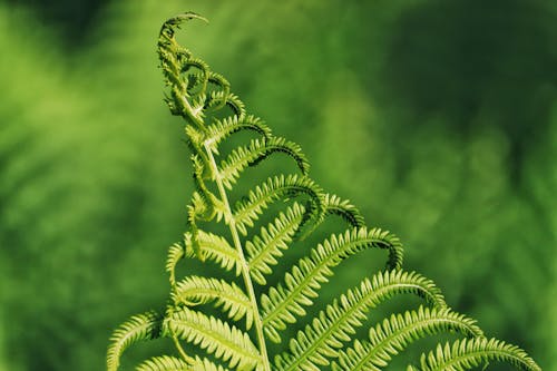 Free Close-Up Shot of Green Fern Plant Stock Photo