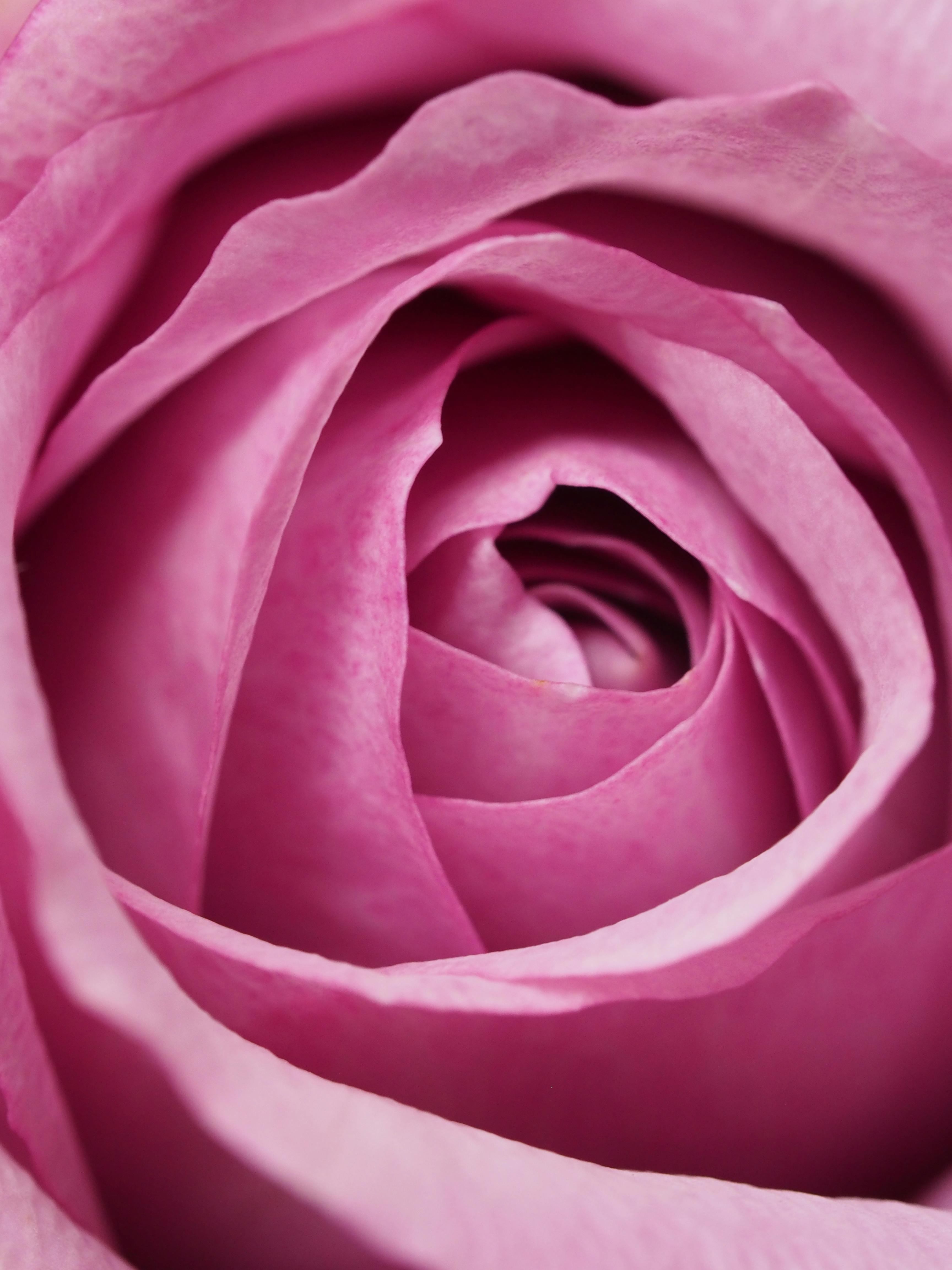 closeup photography of pink rose flower