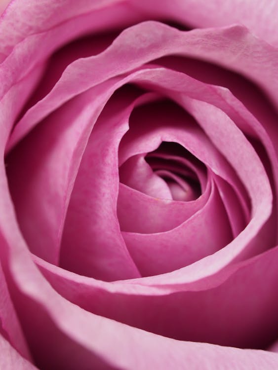 Free Closeup Photography of Pink Rose Flower Stock Photo