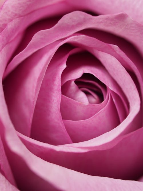 Fotografi Closeup Bunga Mawar Merah Muda