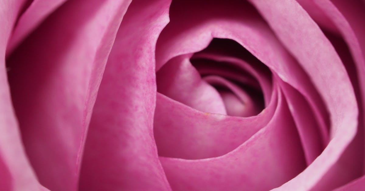 Closeup Photography of Pink Rose Flower