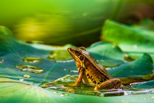 Free Brown Frog on the Green Leaf Stock Photo