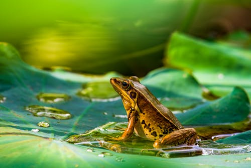 Brown Frog on the Green Leaf