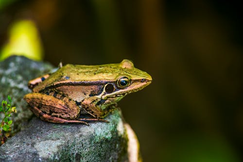 Kostenloses Stock Foto zu amphibie, fels, frosch