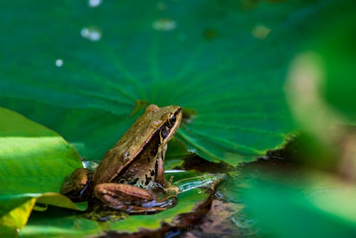 Green Frog on the Green Leaf
