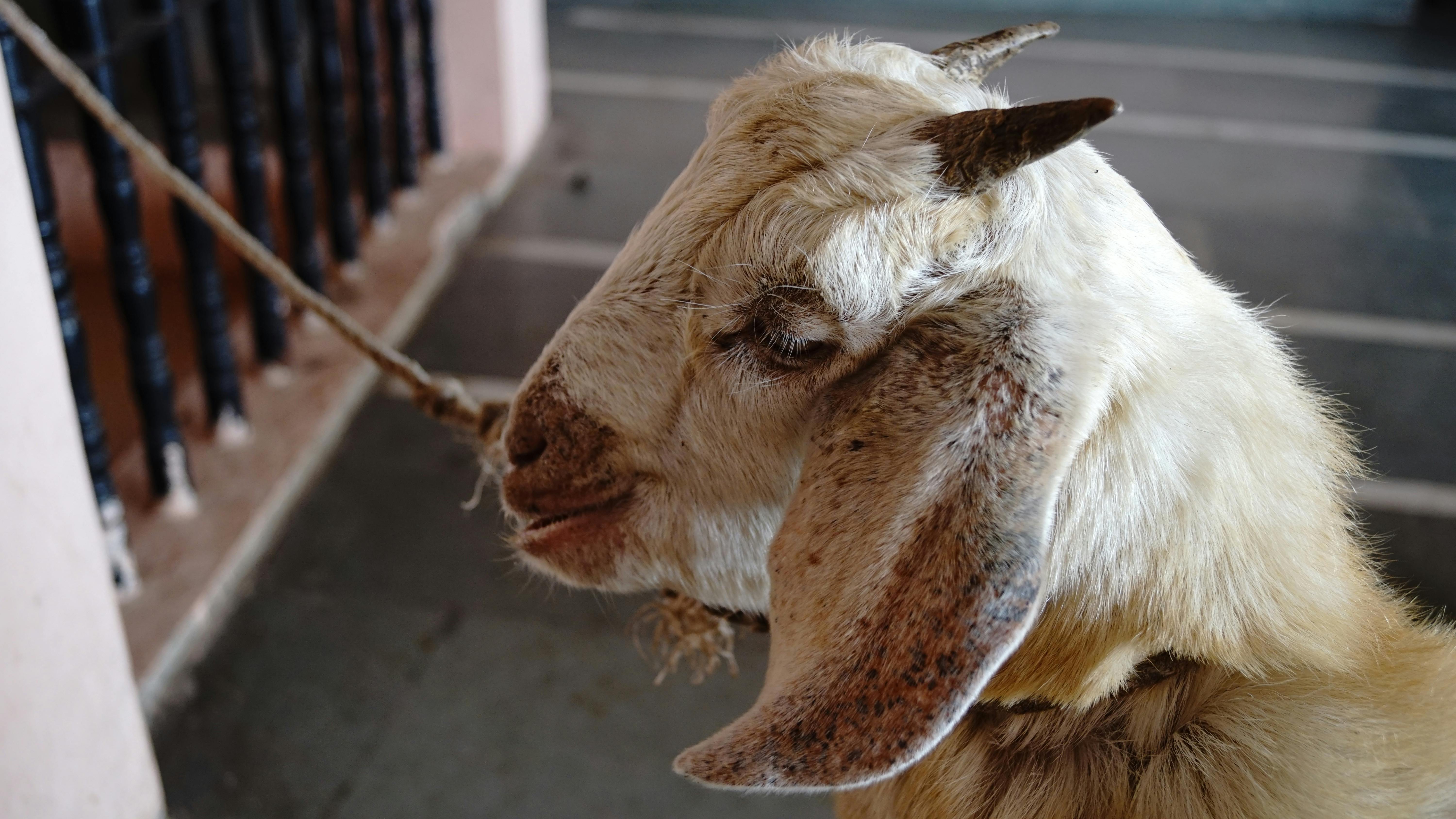 grátis Foto profissional grátis de #interior, agricultura, aldeia Foto profissional