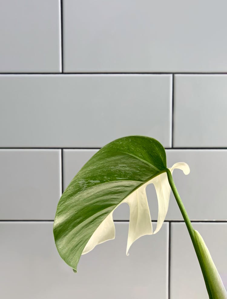 Variegated Green Leaf Plant Near Tiled Wall