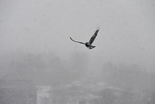 Бесплатное стоковое фото с дикая природа, зима, летящая птица