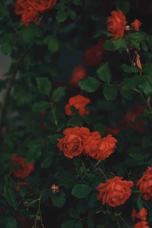 Close up of Red Roses