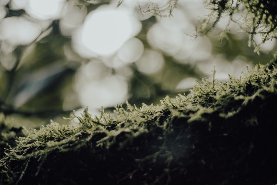 Serene close-up view of moss with a blurred natural background, highlighting green textures.