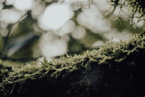Free Serene close-up view of moss with a blurred natural background, highlighting green textures. Stock Photo