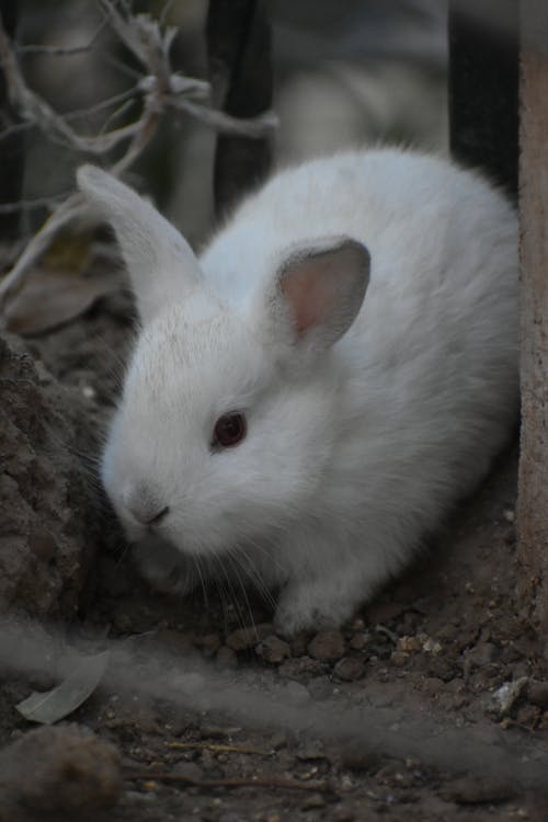 A White Rabbit on Brown Soil