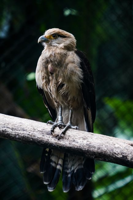 A hawk with detailed feathers perched on a branch amidst a lush green forest setting, symbolizing wild beauty.
