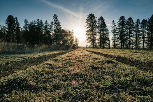 Sunlit frosty grass in Minnesota, surrounded by tall trees at dawn.