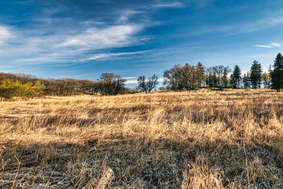 Native prairie grasses with deep roots growing on a sunny slope - erosion control plants Native prairie grasses with deep roots growing on a sunny slope - erosion control plants
