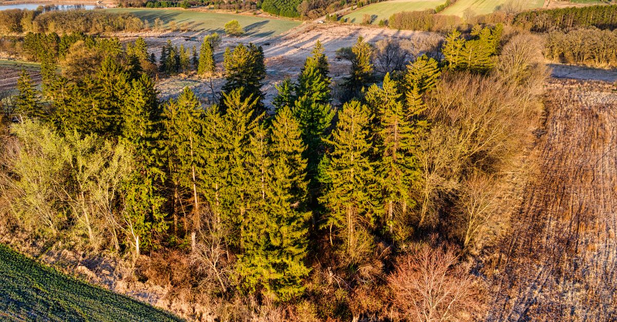 Stunning aerial view of lush evergreen forest in Minnesota's countryside.