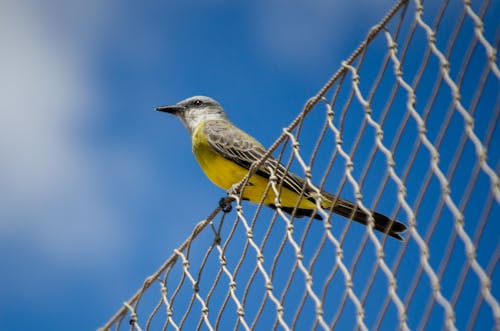 Imagine de stoc gratuită din agrement, albastru, birdwatching