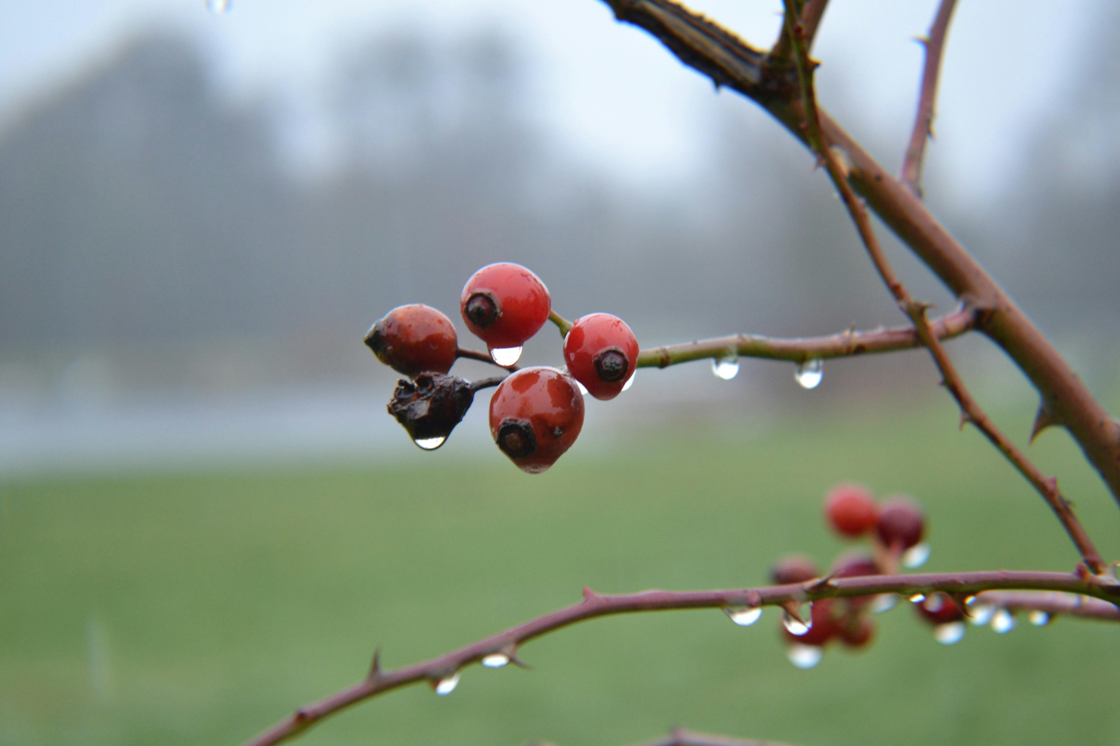Free stock photo of raindrops, rose, winter landscape