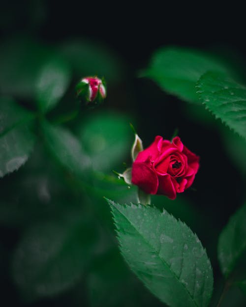 Free Close-up of a Red Rose and a Bud of a Rose  Stock Photo